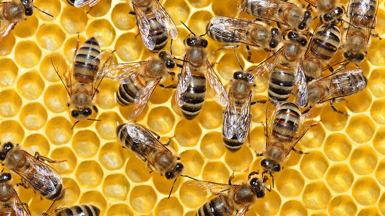 Bees love caffeine.